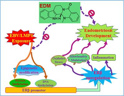 Evodiamine suppresses endometriosis development induced by early EBV exposure through inhibition of ERβ